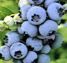 Blueberries