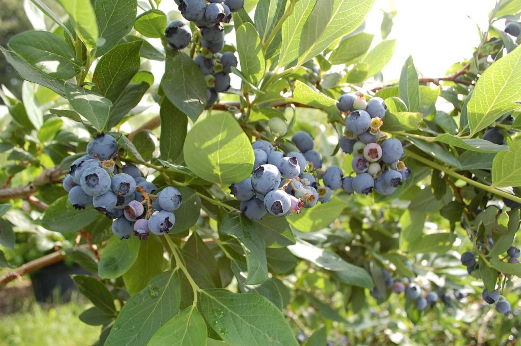 Blueberries on a branch